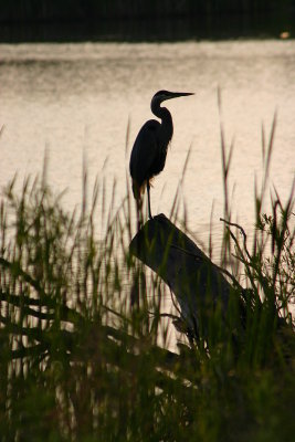 Morning  Heron on a Stump