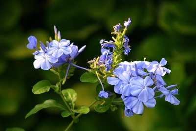 Plumbago -  Manzanillo, Mexico