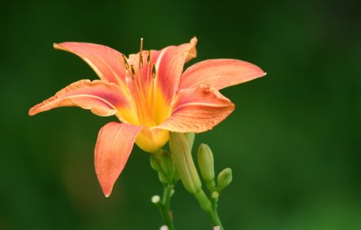 Day Lily - 2