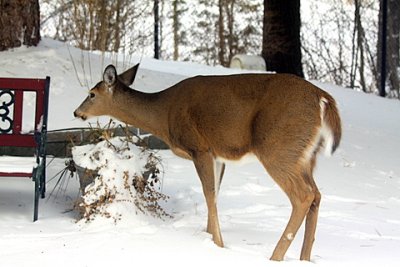 Back Yard Visitor