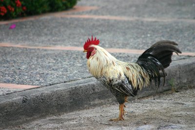 Cock of the Street