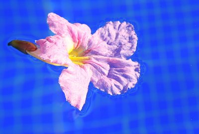 Pink and Blue