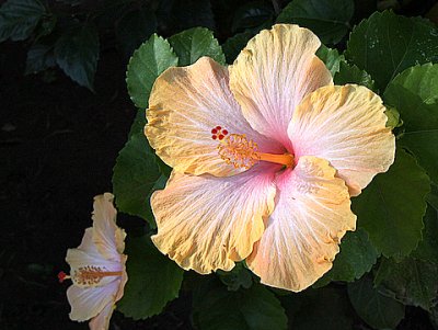 Hibiscus - 1
