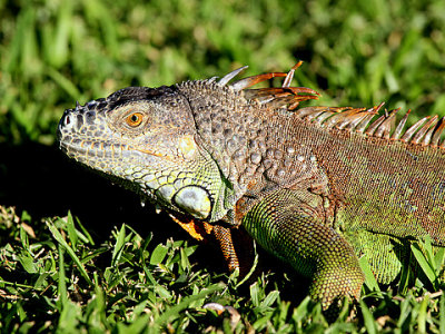 Green Iguana - 2