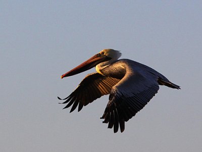Pelican
