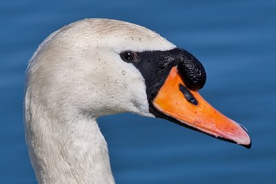 Mute Swan Detail
