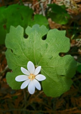 Bloodroot