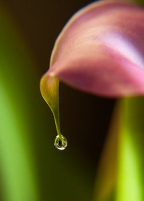 Calla Droplet