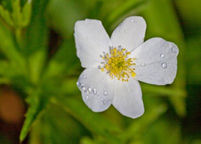 Anemone