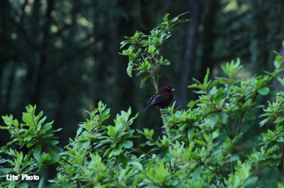 DSC_4405.jpg