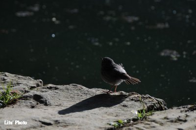 DSC_4406.jpg