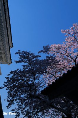 DSC_8972.jpg