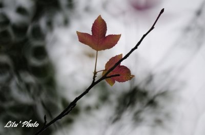 DSC_7320.jpg