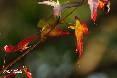 DSC_8530.jpg