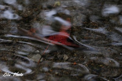 DSC_8582.jpg