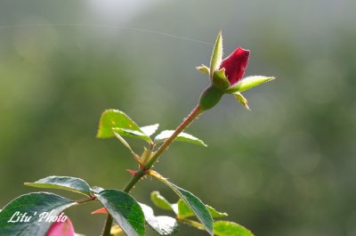 DSC_8769.jpg