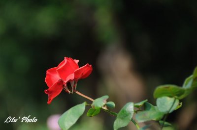 DSC_8914.jpg