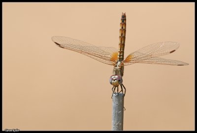 Dragonfly