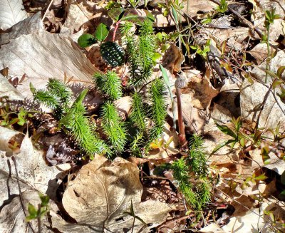 Plants along the trail
