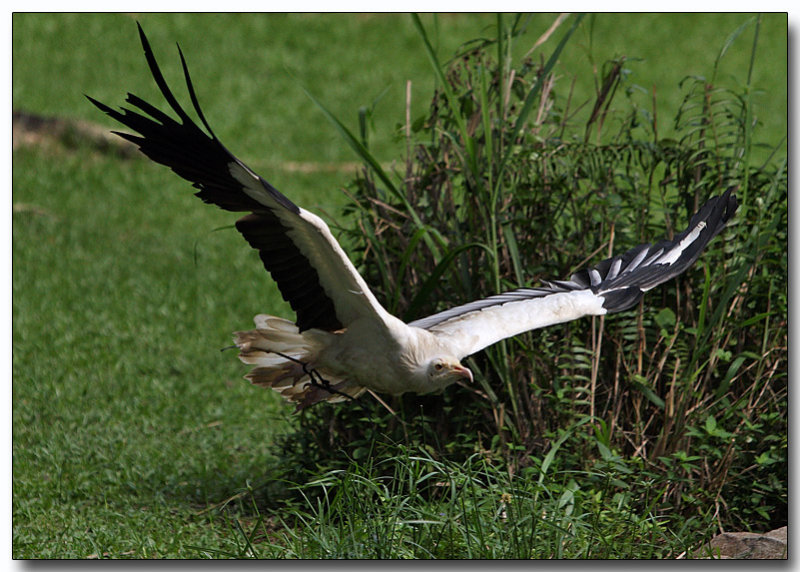 Egyptian Vulture