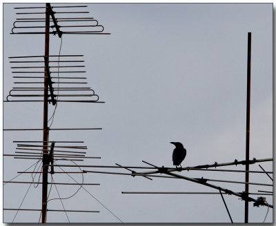 Urban Crow - watching TV :-)