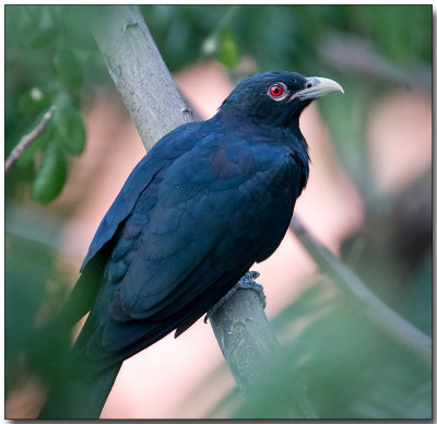 Asian Koel - male