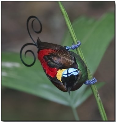 Wilson's Bird of Paradise