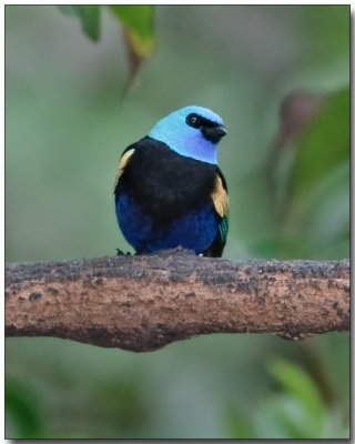 Blue-necked Tanager - male