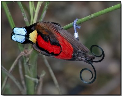 Wilsons Bird of Paradise