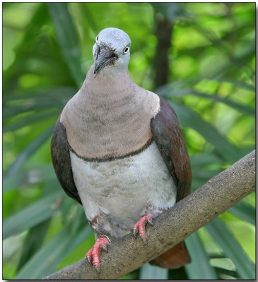 Banded Imperial-pigeon