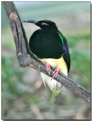 12-wired Bird of Paradise - Male