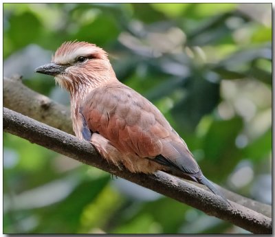 Rufous-crowned Roller