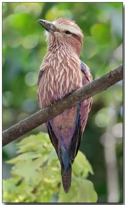 Rufous-crowned Roller