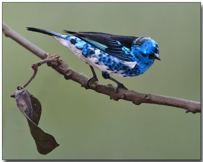 Turquoise Tanager