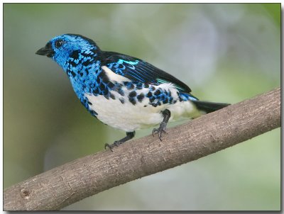 Turquoise Tanager