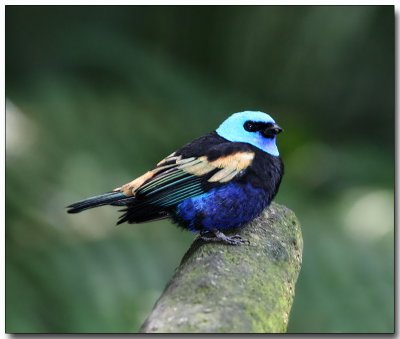 Blue-necked Tanager - male