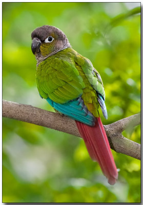 Green-cheeked Conure