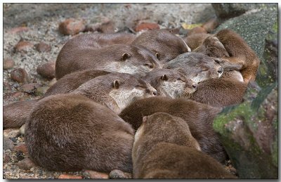 Asian Small-clawed Otters - group nap