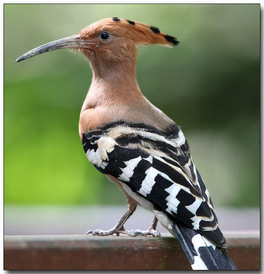 Hoopoe