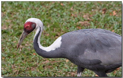 White-naped Crane