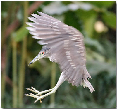 Striated (Little) Heron - Landing