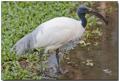 African Sacred Ibis