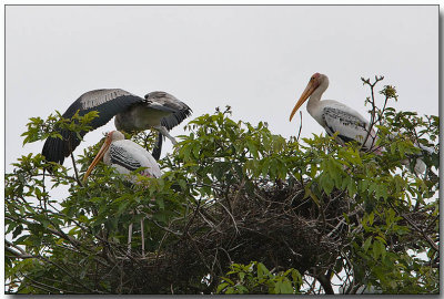 Painted Stork Rookery - An early flight for chick