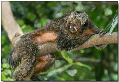 White-faced Saki - female