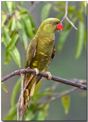 Scaly-breasted Lorikeet