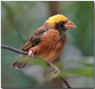 Golden Bishop - male