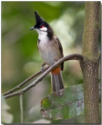 Red-whiskered Bulbul