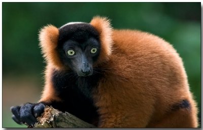 Red Ruffed Lemur