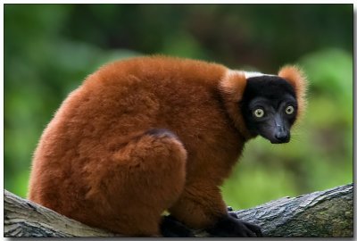 Red Ruffed Lemur