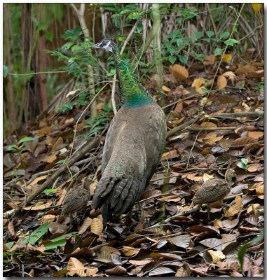 Indian Peafowl (Peahen) - female with chicks